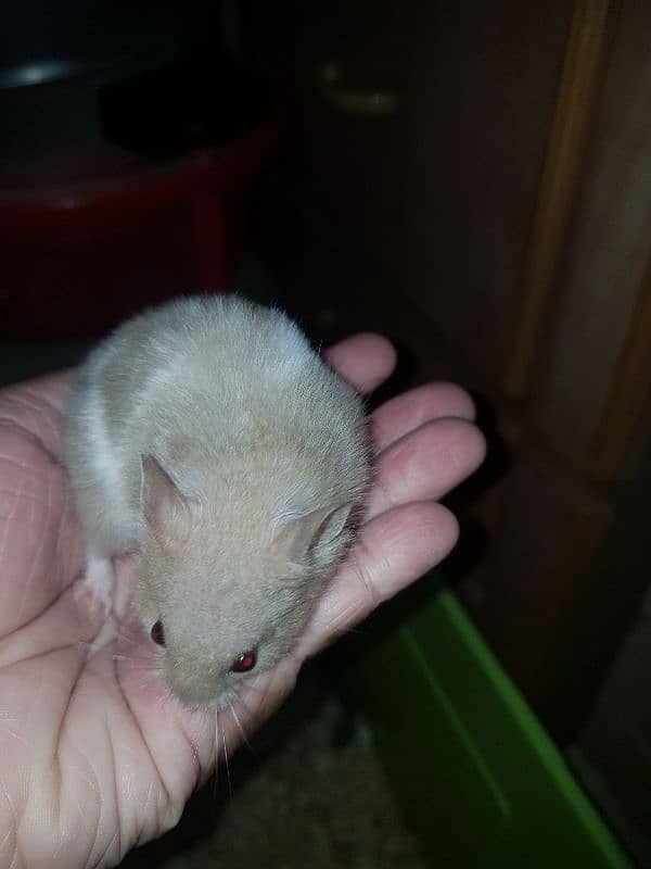 Cute Syrian hamsters for sale male female and 1 baby 1