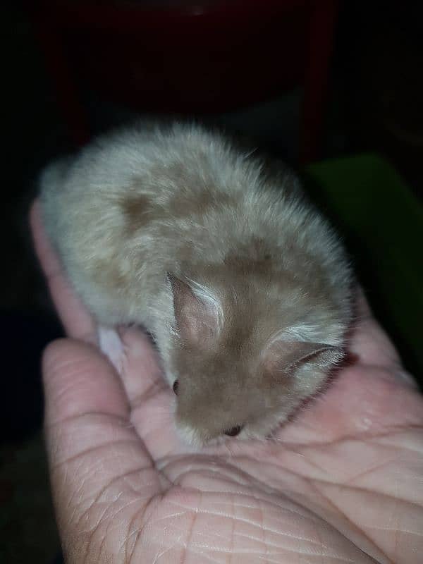 Cute Syrian hamsters for sale male female and 1 baby 2