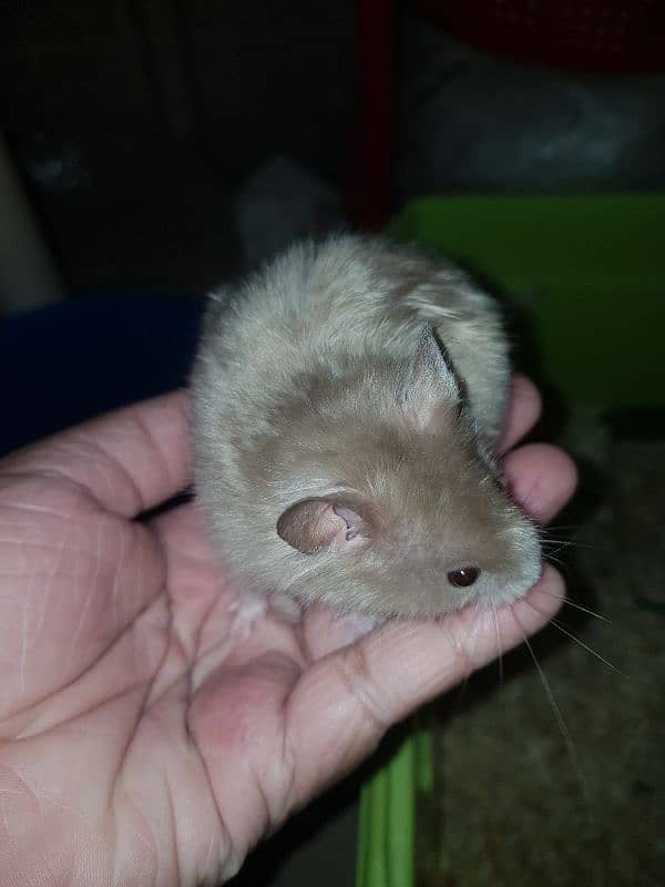 Cute Syrian hamsters for sale male female and 1 baby 3