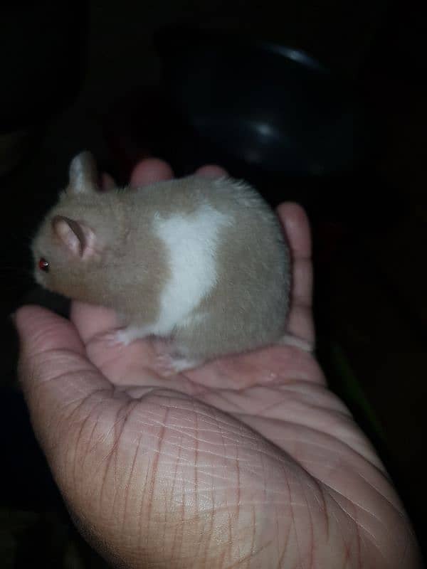 Cute Syrian hamsters for sale male female and 1 baby 4