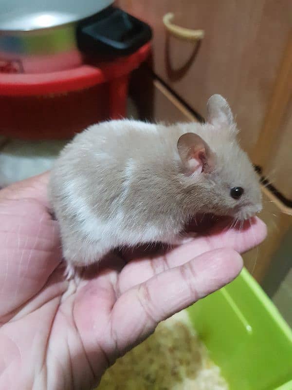 Cute Syrian hamsters for sale male female and 1 baby 5