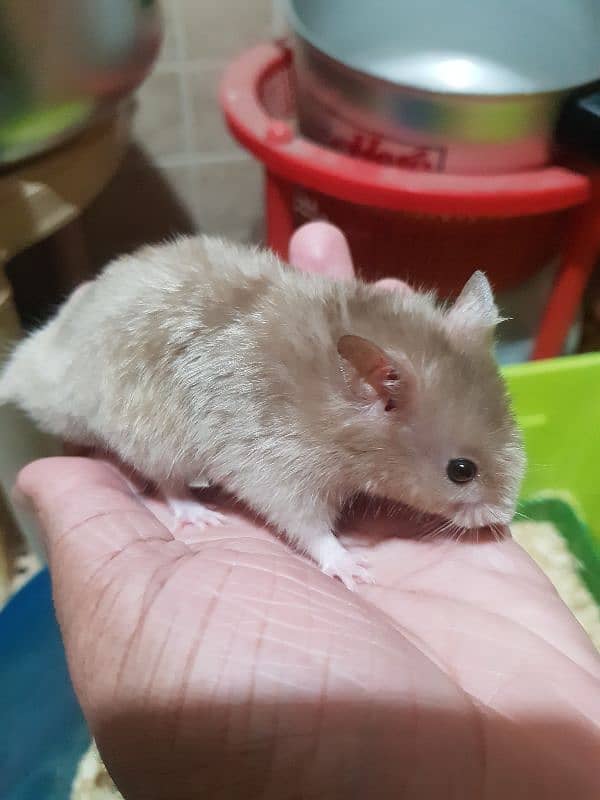 Cute Syrian hamsters for sale male female and 1 baby 6