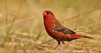 5 months pair stawberry finch for sale in lahore 1750 peice 3500 pair