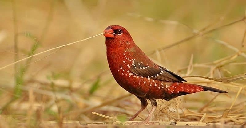 stawberry finch available for sale in lahore1750peice /  3500 pair 0