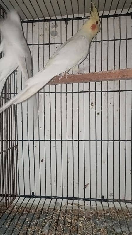 Love birds 7 pair cocktail  pair 4 cage for sale 0343/96/90/119 4