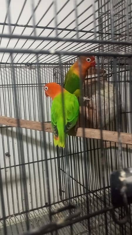 Love birds 7 pair cocktail  pair 4 cage for sale 0343/96/90/119 6