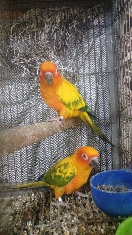 sun conure breeding pair for sale 0