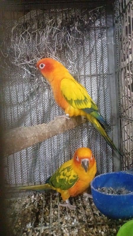 sun conure breeding pair for sale 1