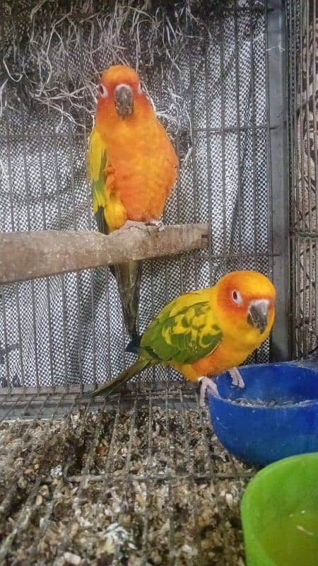 sun conure breeding pair for sale 2