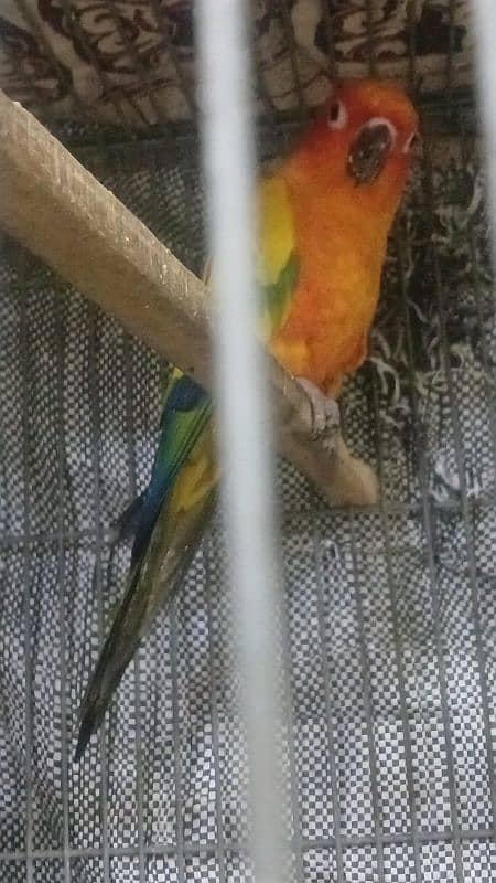 sun conure breeding pair for sale 3