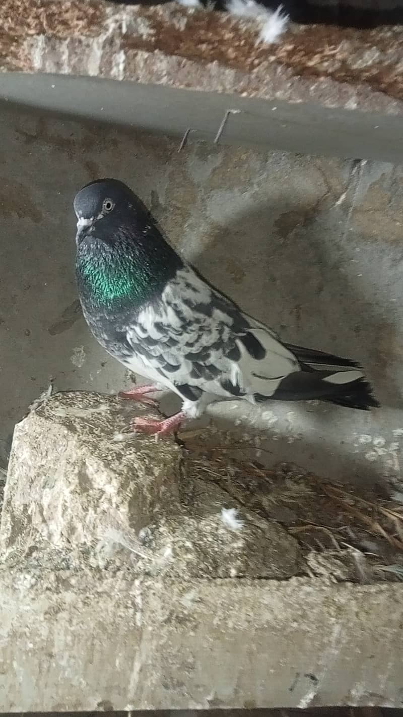 Taddy pigeon 8