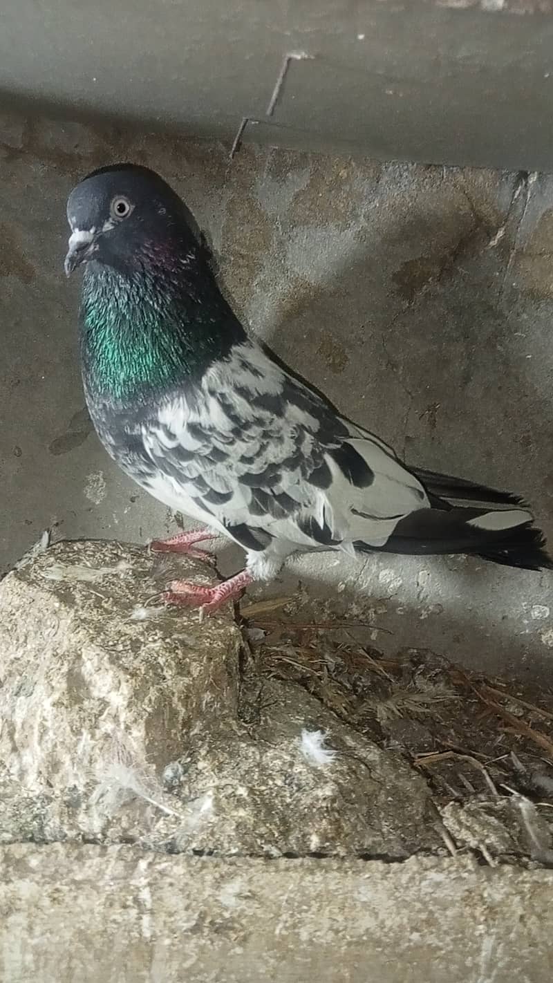 Taddy pigeon 9