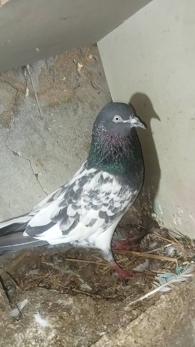 Taddy pigeon 14