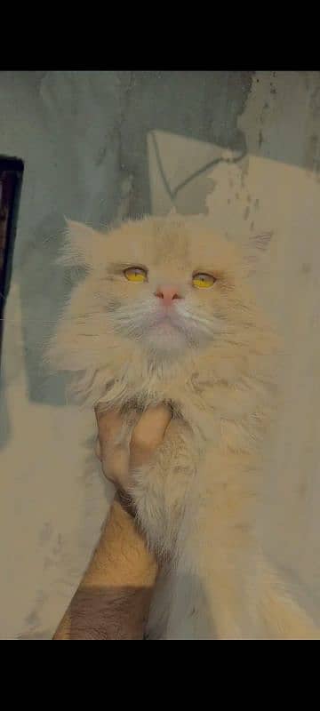 Bhalo. Persian male Cheap Price 2