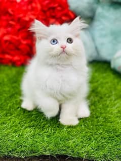 high quality kitten|Punch face Kittens|persian cat|cute|tripple|fluffy