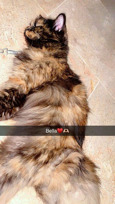 1 year female persian cat 0