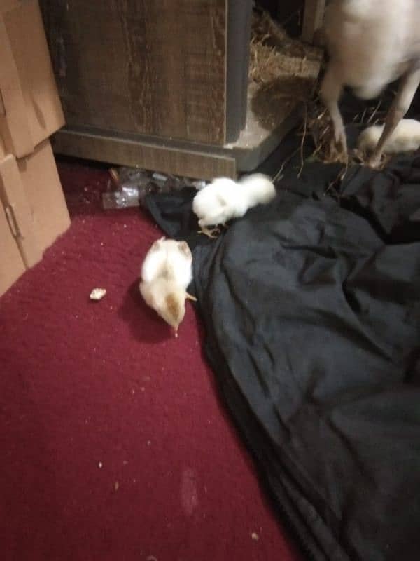 Heera Chicks Newborn 20 days old 0