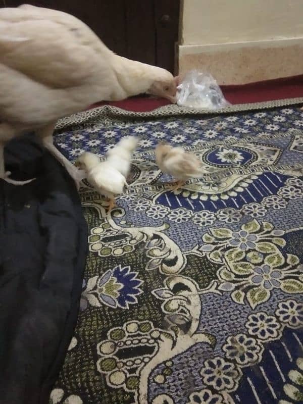 Heera Chicks Newborn 20 days old 1