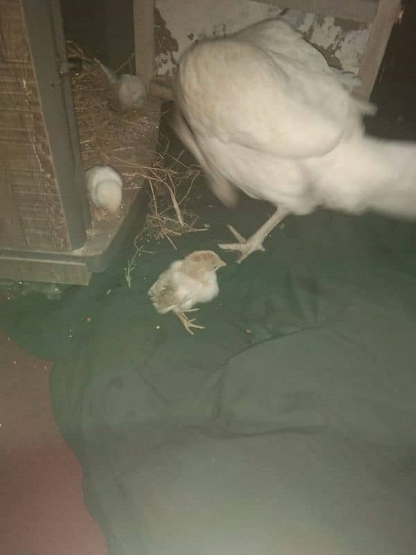 Heera Chicks Newborn 20 days old 2