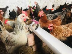 Desi Golden misri Egg laying hens