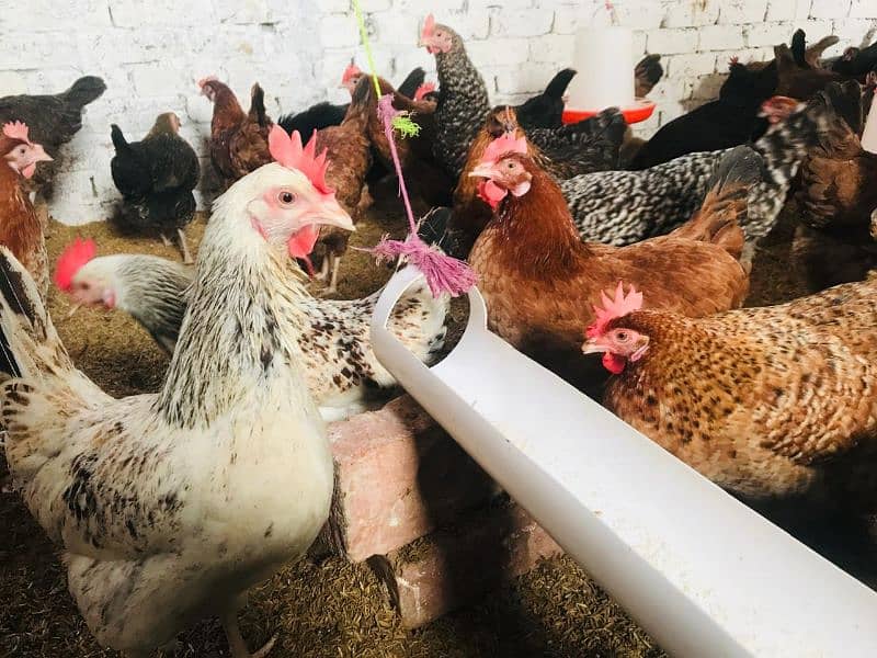 Desi Golden misri Egg laying hens 0