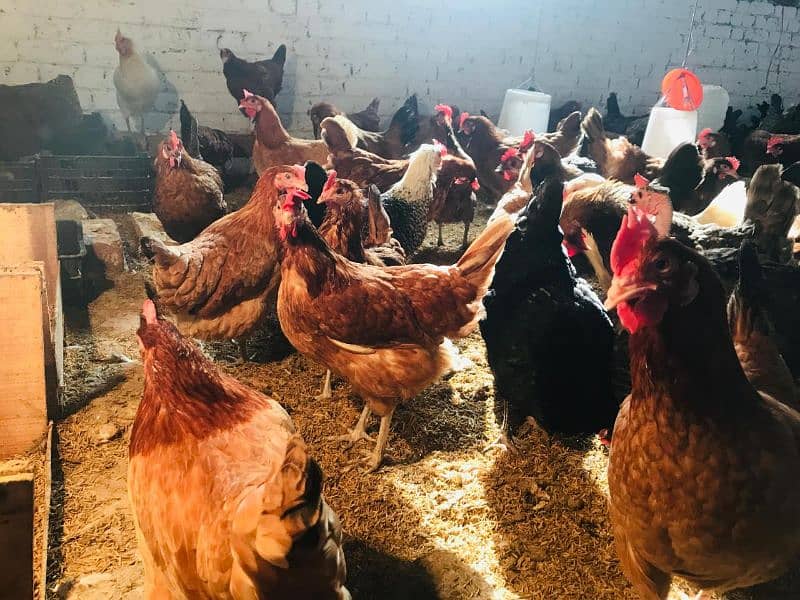 Desi Golden misri Egg laying hens 1