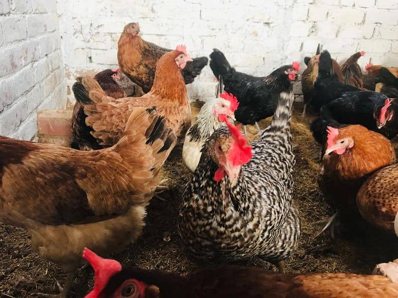 Desi Golden misri Egg laying hens 2