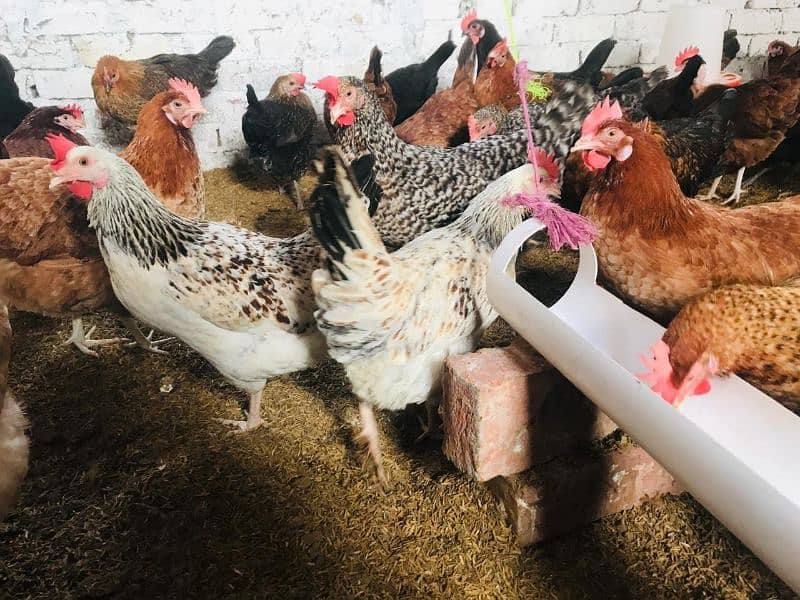 Desi Golden misri Egg laying hens 3