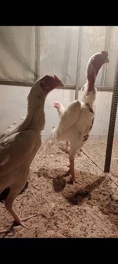 King white shamo fertile eggs 0333/42/33111