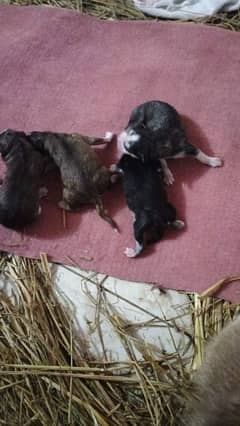 2 males and 1 female  pups