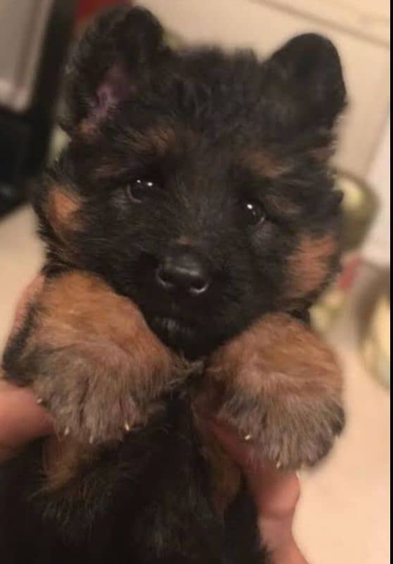 German Shepherd puppies 03361777030 0