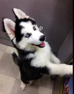 Husky