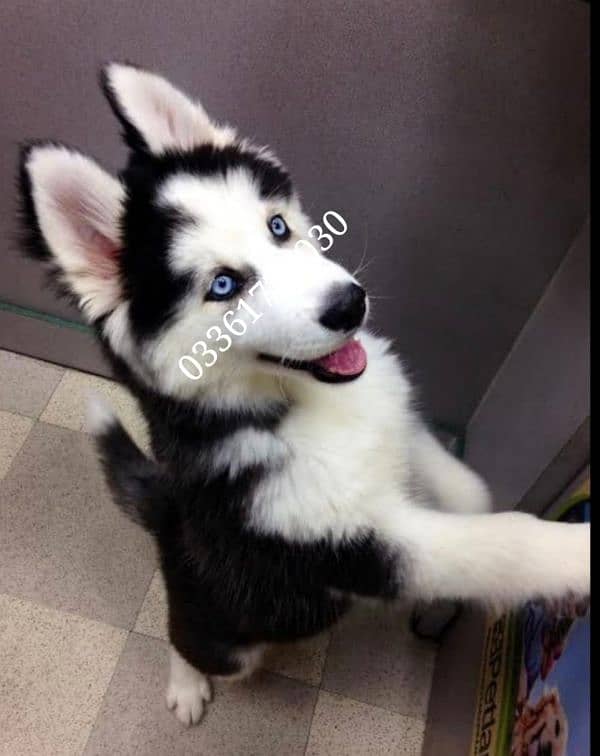 Husky puppy 03361777030 0