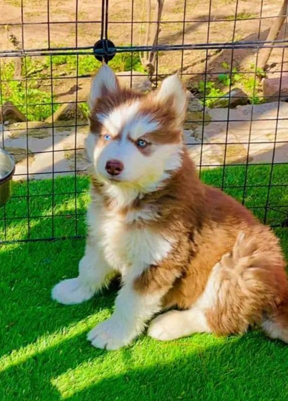 Husky puppy 03361777030 1