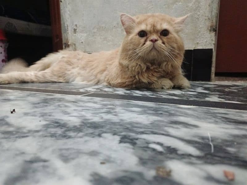 Pure Persian Triple coat Adult Male urgent sale 1