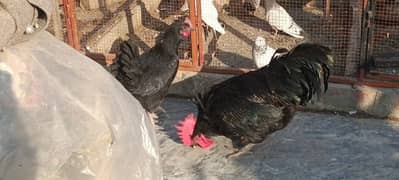 Australop | Austrolorp | Austrolop Egg Laying pair for sale