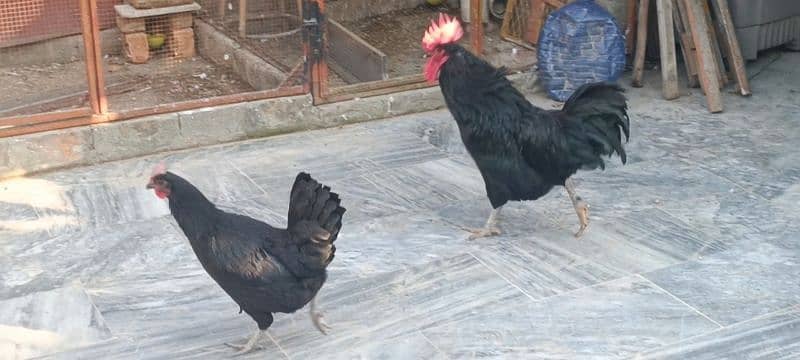 Australop | Austrolorp | Austrolop Egg Laying pair for sale 2