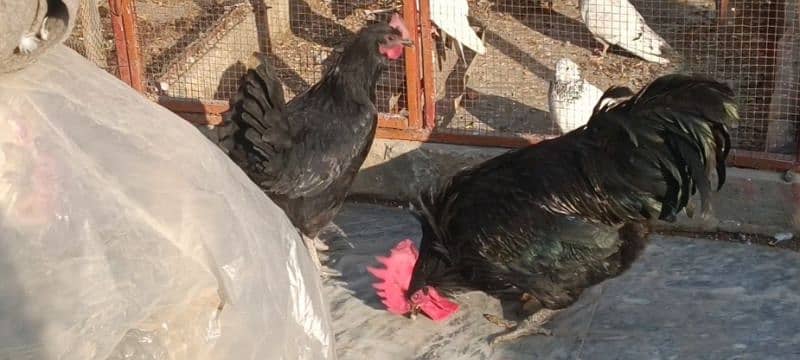 Australop | Austrolorp | Austrolop Egg Laying pair for sale 3