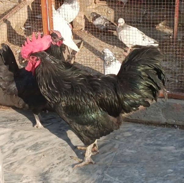 Australop | Austrolorp | Austrolop Egg Laying pair for sale 5