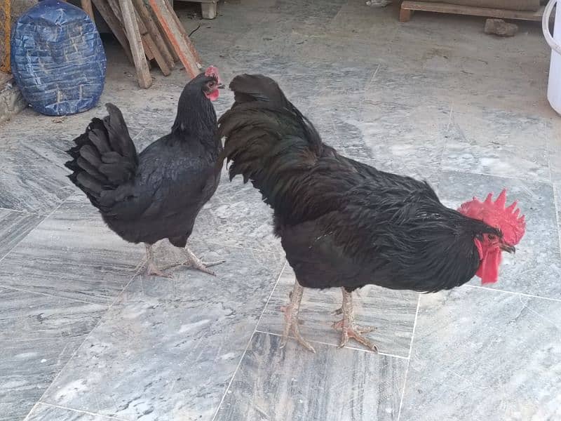 Australop | Austrolorp | Austrolop Egg Laying pair for sale 6