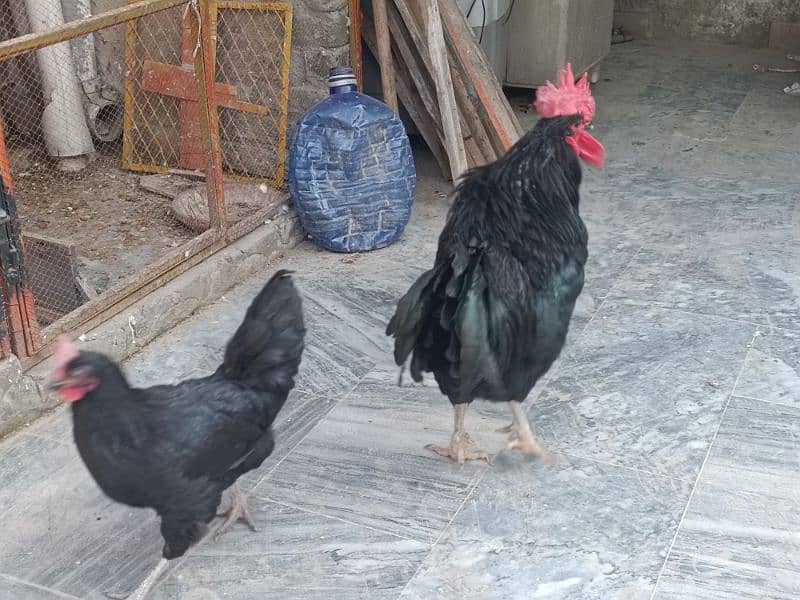 Australop | Austrolorp | Austrolop Egg Laying pair for sale 7