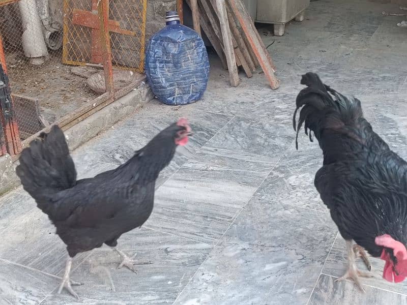 Australop | Austrolorp | Austrolop Egg Laying pair for sale 8