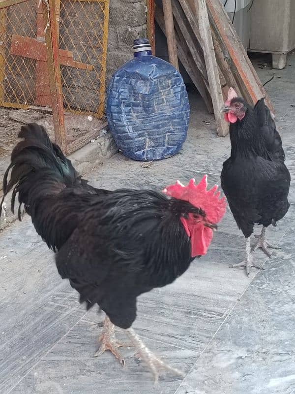 Australop | Austrolorp | Austrolop Egg Laying pair for sale 9