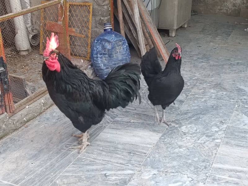 Australop | Austrolorp | Austrolop Egg Laying pair for sale 10