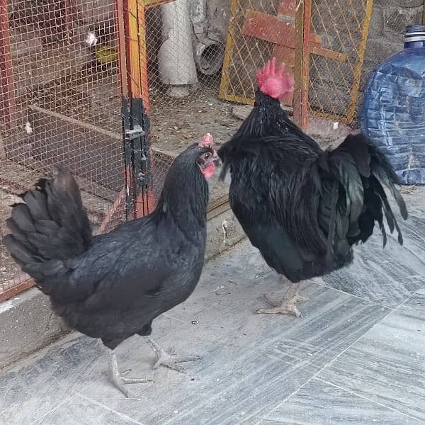 Australop | Austrolorp | Austrolop Egg Laying pair for sale 12