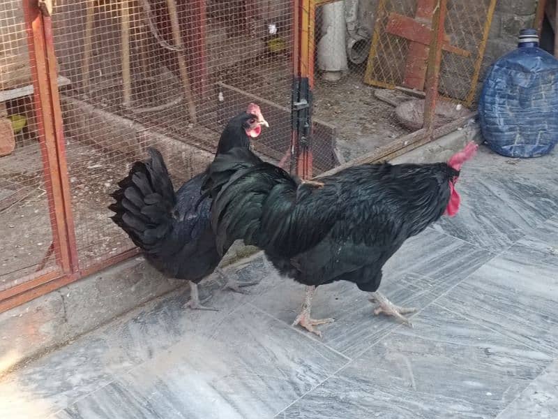 Australop | Austrolorp | Austrolop Egg Laying pair for sale 13