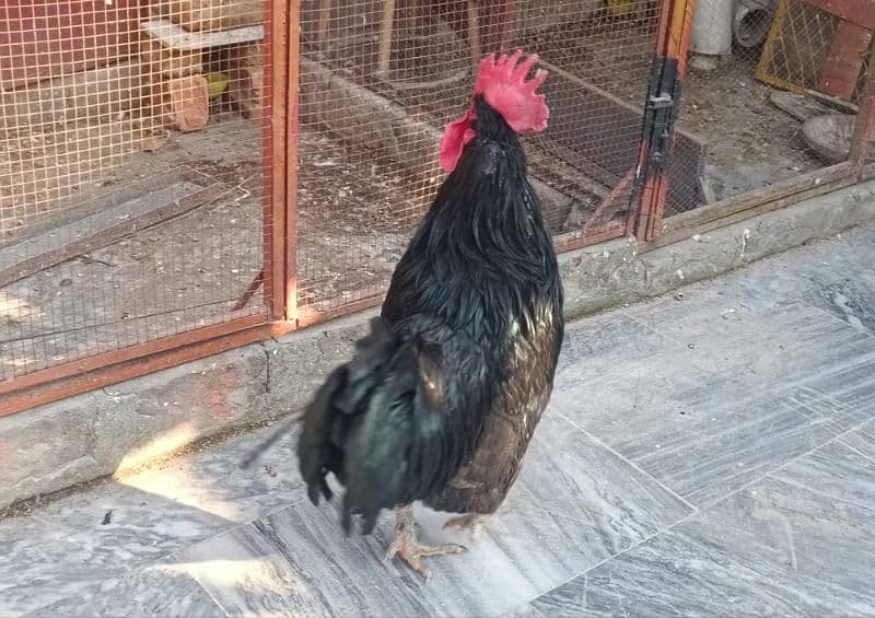 Australop | Austrolorp | Austrolop Egg Laying pair for sale 14