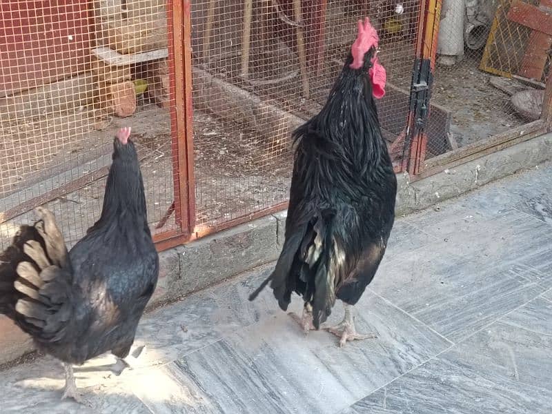 Australop | Austrolorp | Austrolop Egg Laying pair for sale 15