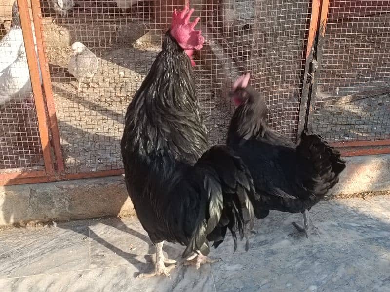 Australop | Austrolorp | Austrolop Egg Laying pair for sale 16