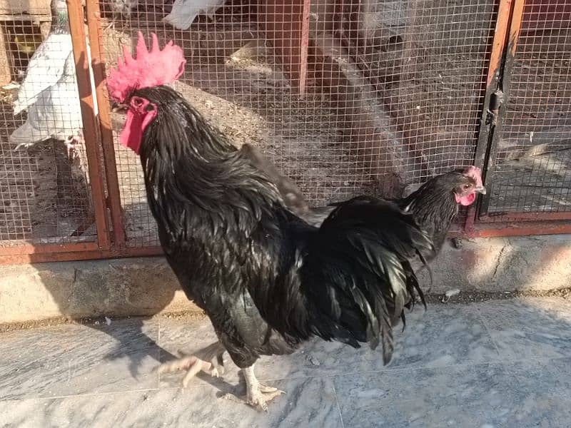 Australop | Austrolorp | Austrolop Egg Laying pair for sale 17